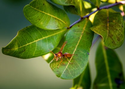 Bokeh, Macro, Vibrant photo