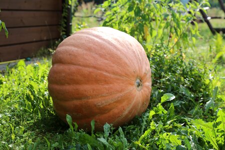 Collections the sun ornamental pumpkins