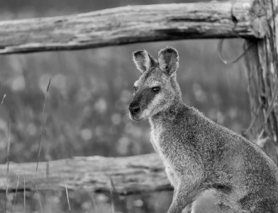 Animals, Natural, Nature