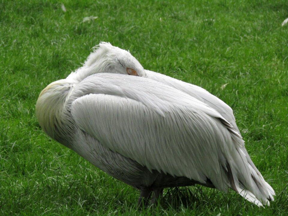 Bird feather water bird