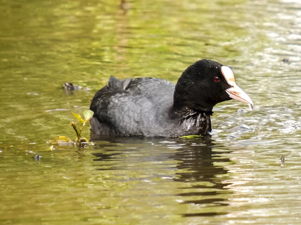 Bird nature animal