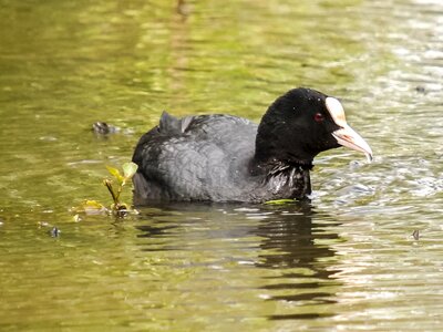 Bird nature animal