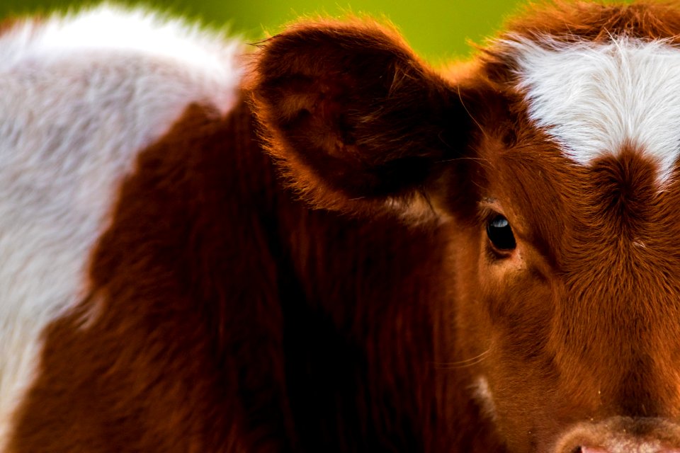 Morgantown, United states, Cow