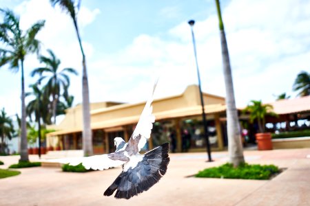 Mexico, Cozumel, Seagull photo