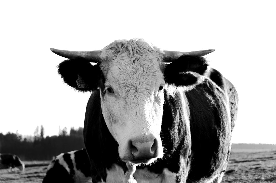 Biberachri, Biberach, Cow