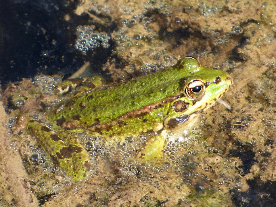 Algae batrachian green frog