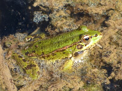 Algae batrachian green frog