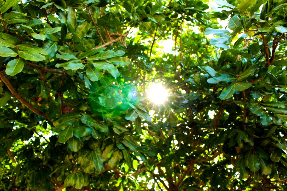 Los angeles, United states, Nature