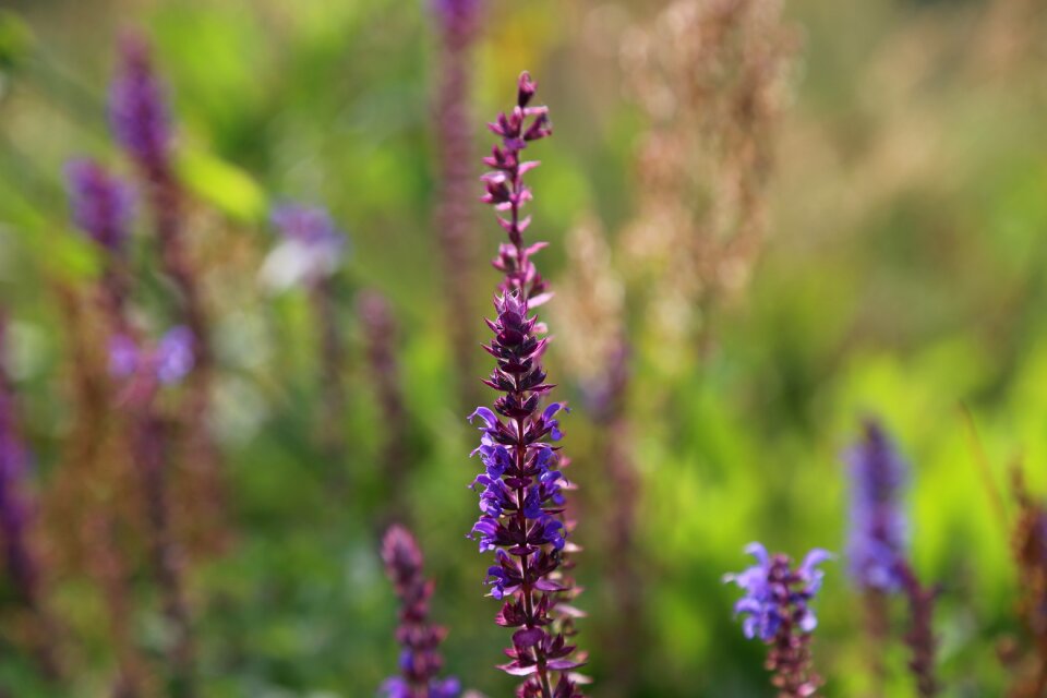 Lavender autumn the sun
