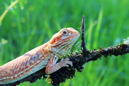 Reptile eye head photo