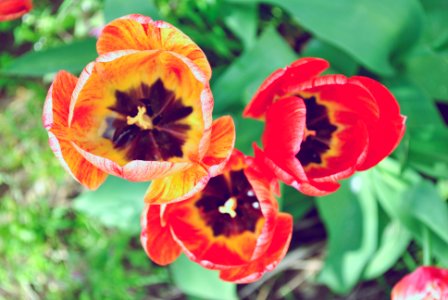 Vranje, Serbia, Flowers