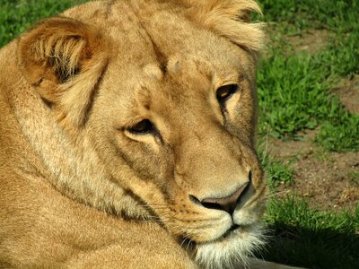 Head zoo beast
