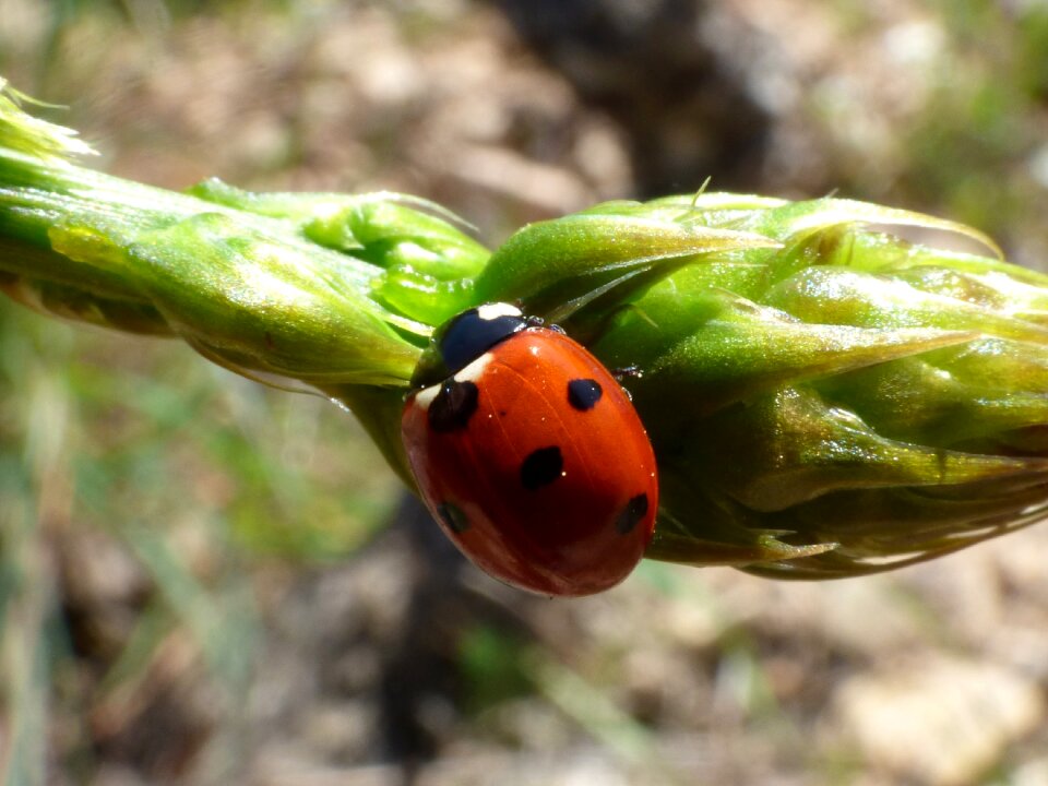 Detail coccinella septempunctata insect