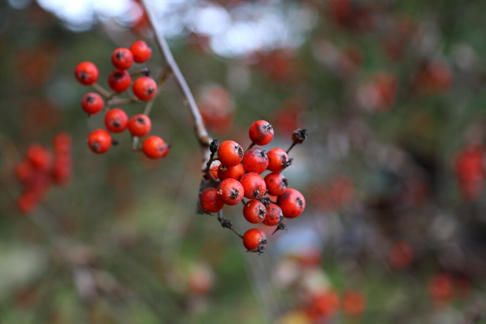 Fruit the delicacy red photo