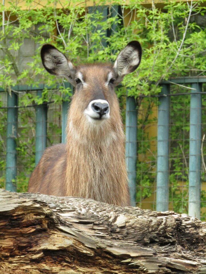 Zoo head vondruška