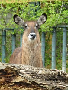 Zoo head vondruška
