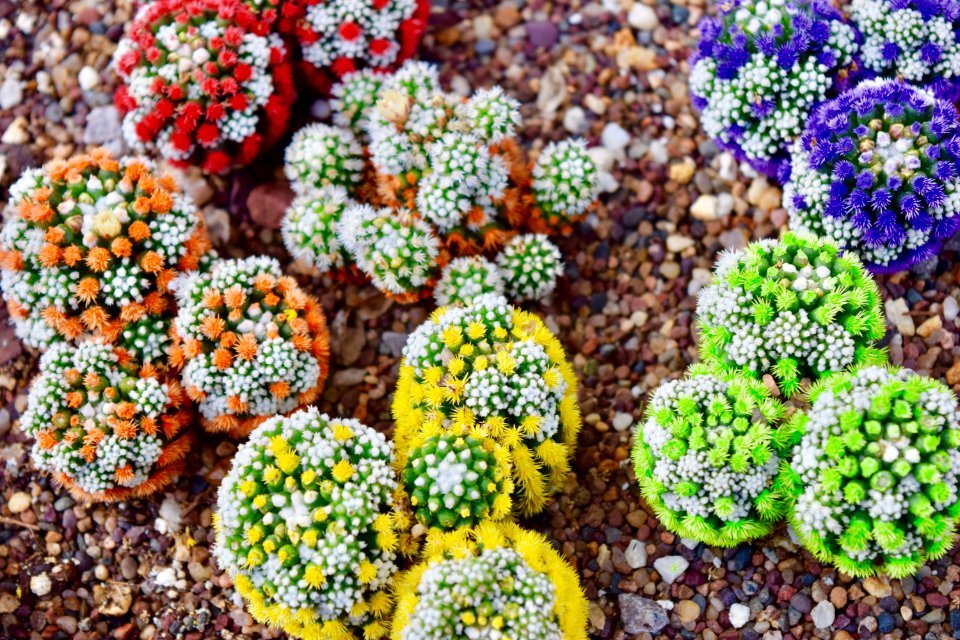 Purple, Orange, Green