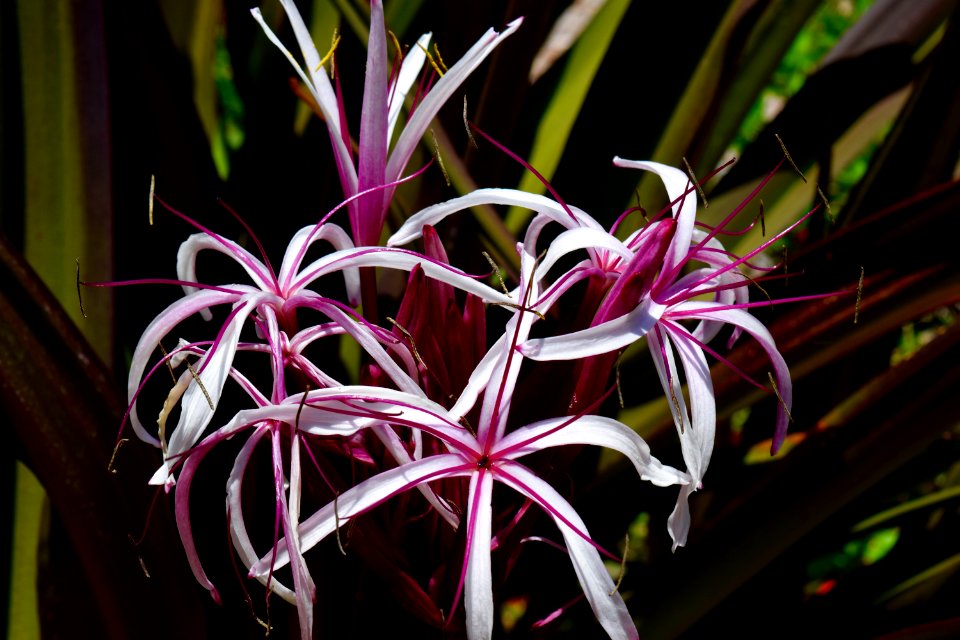 Fullerton arboretum, Fullerton, United states