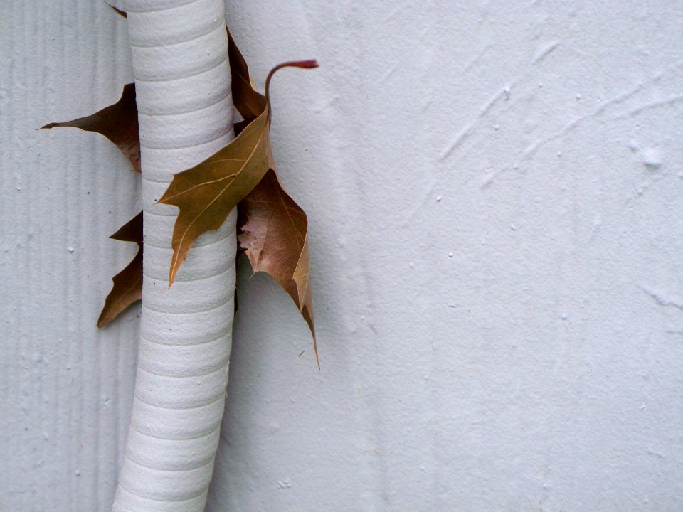 Abstract, Fall, Leaf