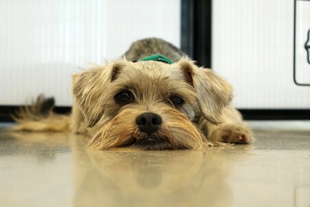 Adopt miniature dog