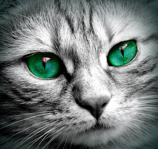Close up eyes face cat