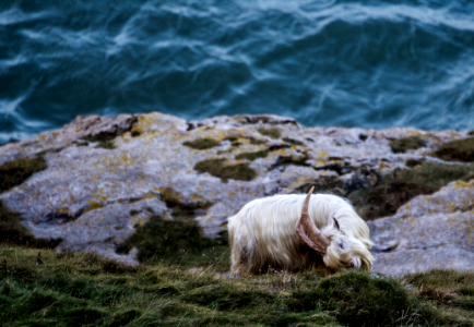 white goat near body of water at daytime