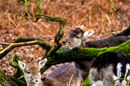 herd of deer near brown tree during daytime photo