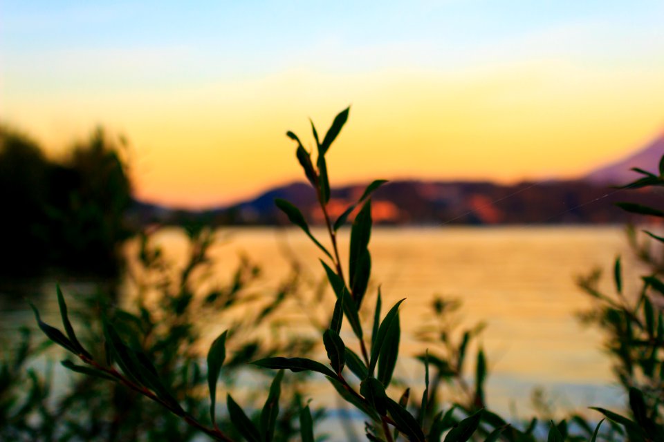 Lake lucerne, Switzerl, Leafs