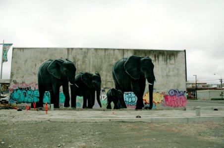 Christchurch, New zeal, Elephants photo