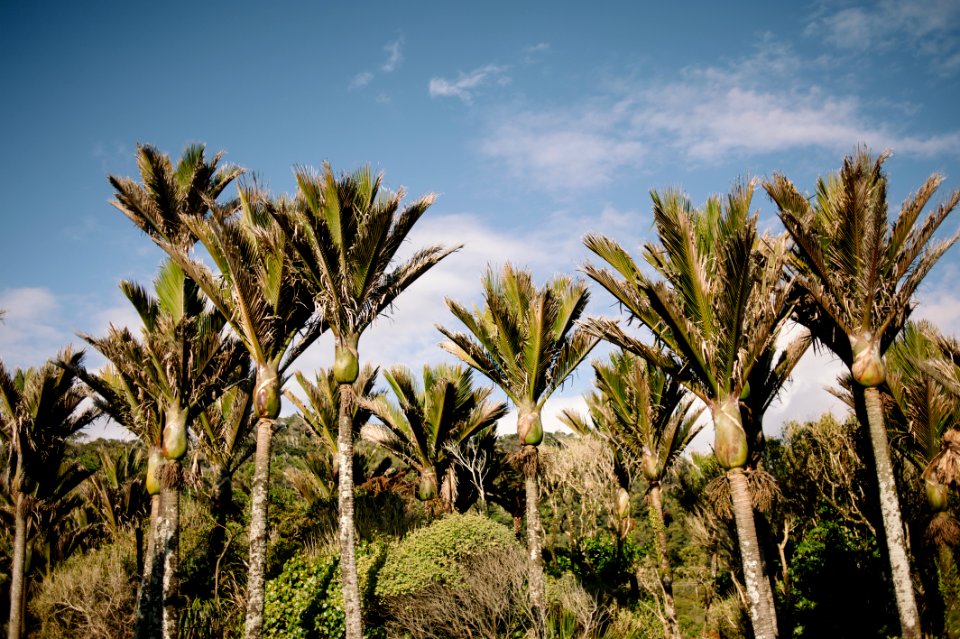 New zeal, West coast, Nikau tree