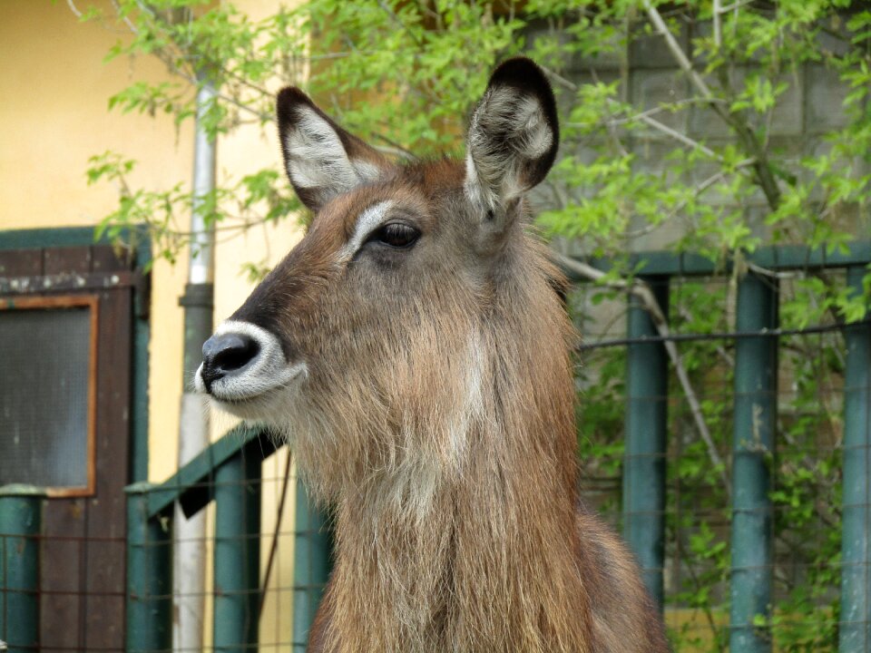 Zoo head vondruška