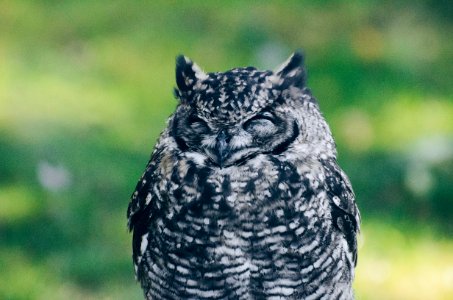 black and gray owl photo