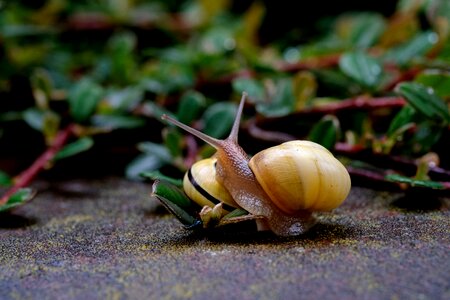 Snail slowly close up photo