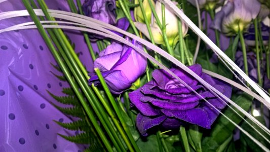 Purple flower, Purple, Photography