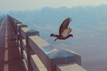 Hinagar, India, Wallpaper