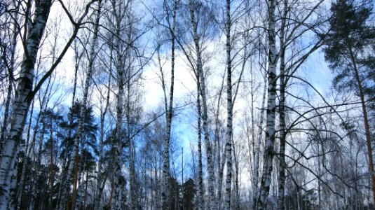 Trees winter