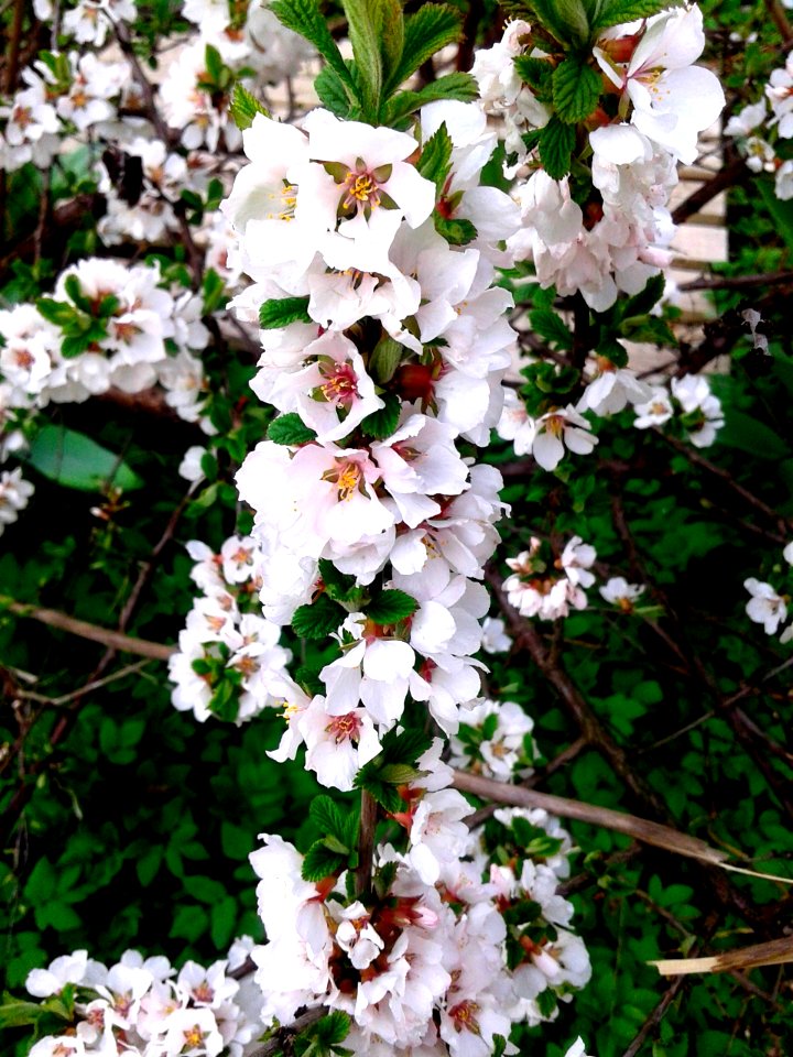 Spring, Flower