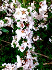 Spring, Flower