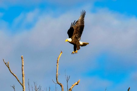 Bald eagle, Eagle, Bird photo