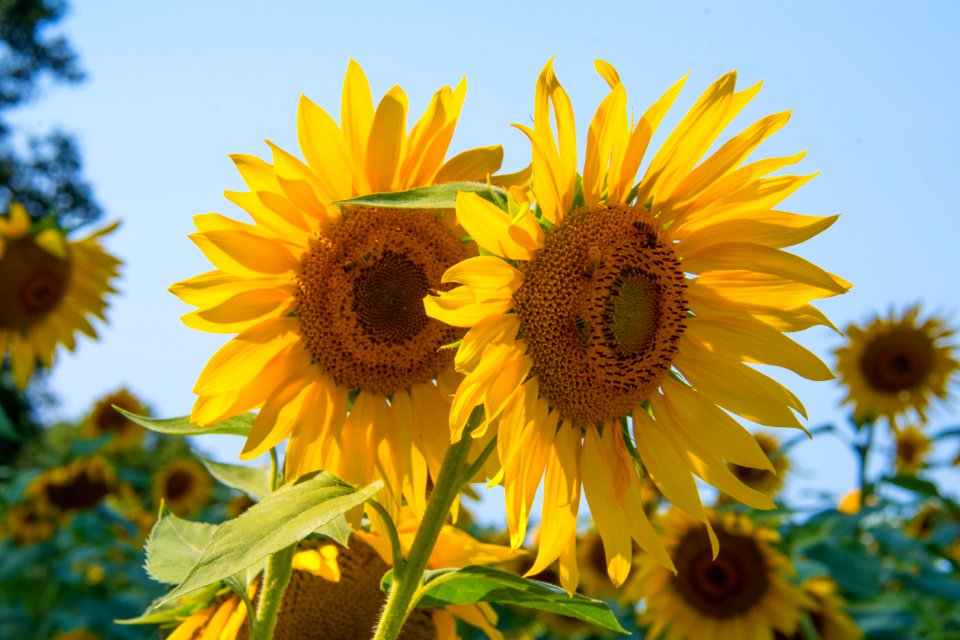 Monkton, United states, Bees