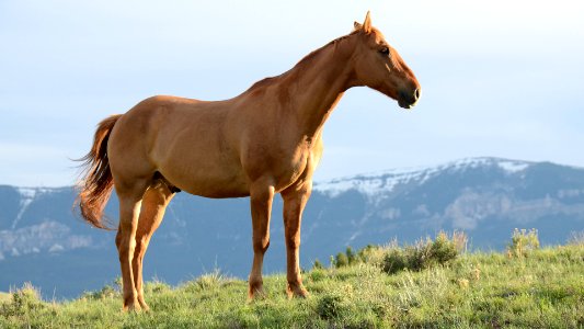 brown horse on green grass hill photo