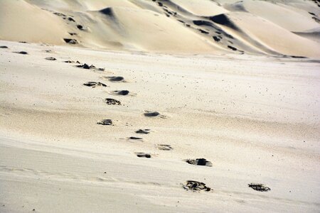 Dune nature traces photo