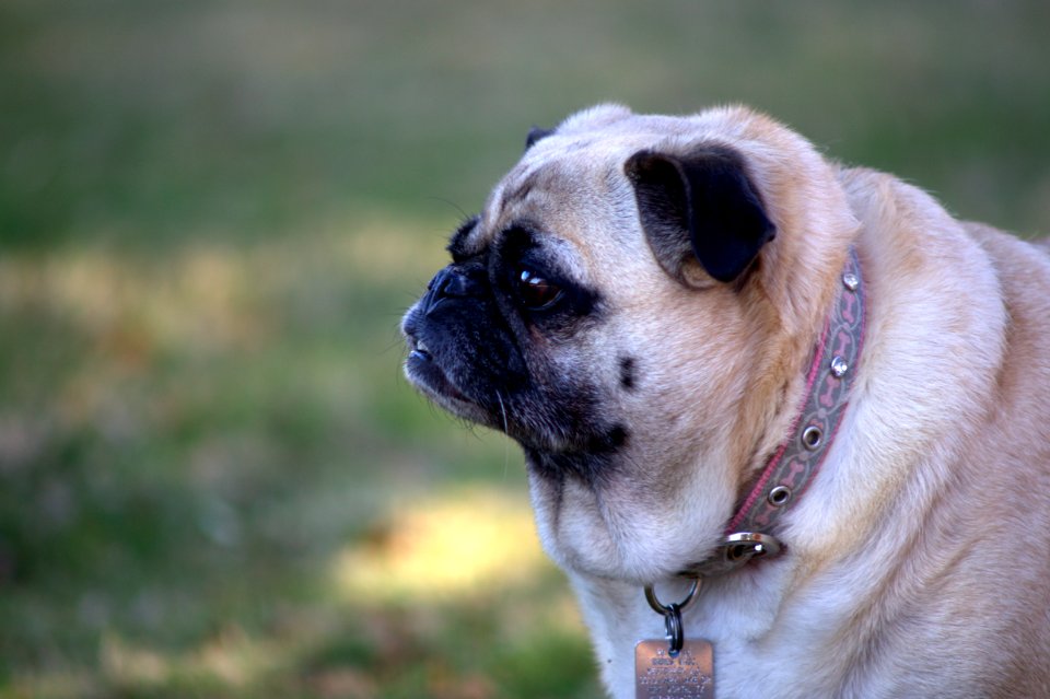 Fort worth, United states, Pet