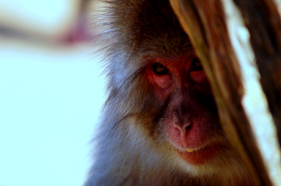 Japan, Arashiyama monkey park, Wildlife in