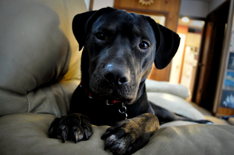 Black lab, Puppy, Dog