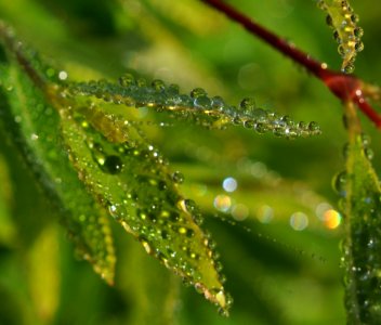 Morning dew, Morning, Leaves