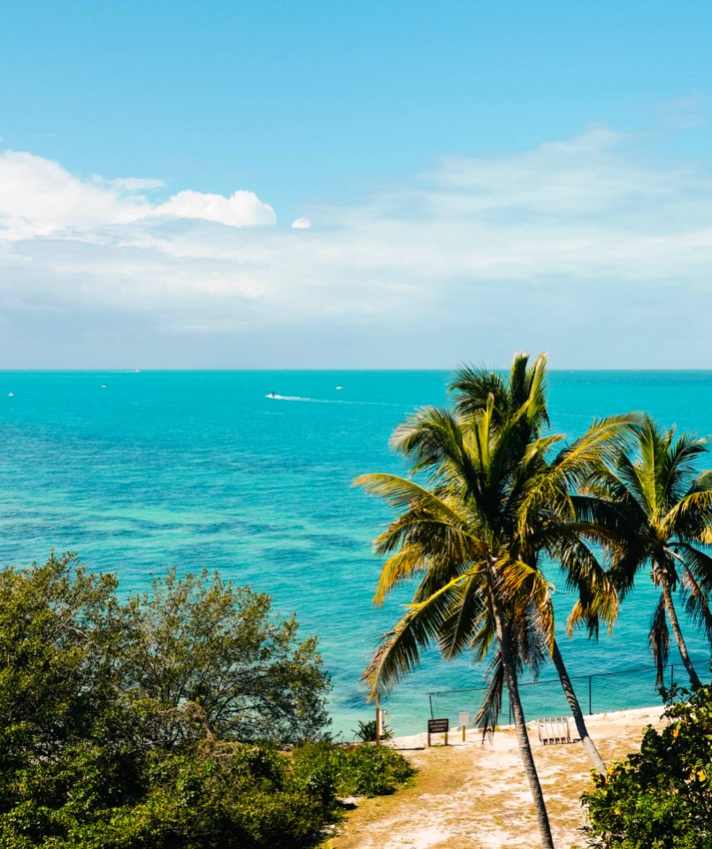 Palm tree, Tropical, Florida photo