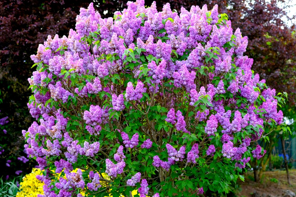 Bloom blossom bloom