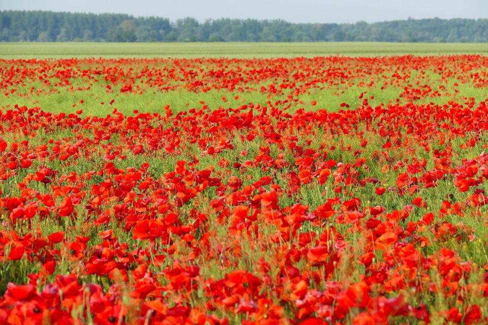Blooming poppies red flowers
