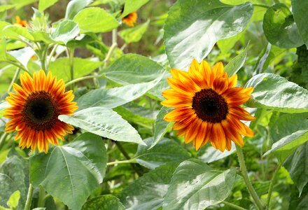 Flowering summer vegetation